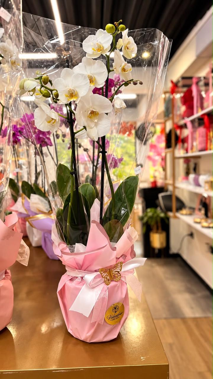 Orquídea Blanca