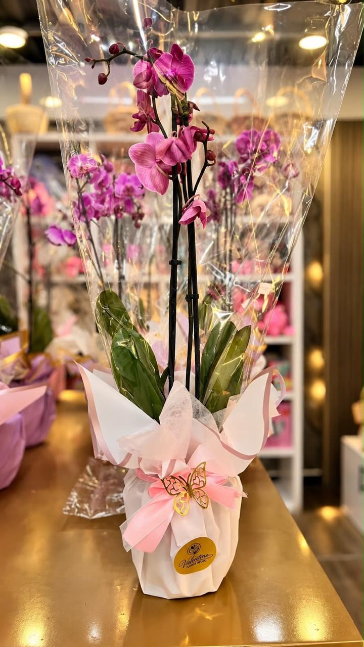 Orquídea