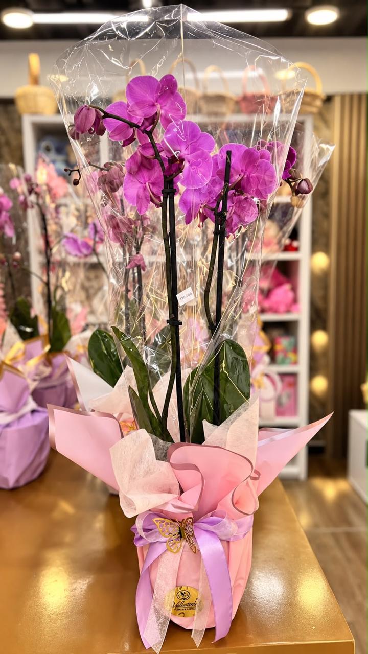 Orquidea morada