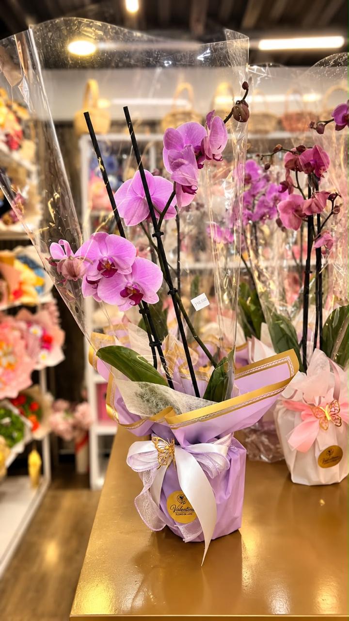 Orquidea lila
